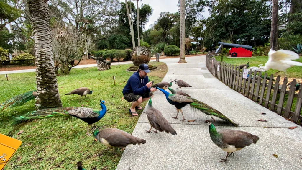 Fountain of youth peacock feeding