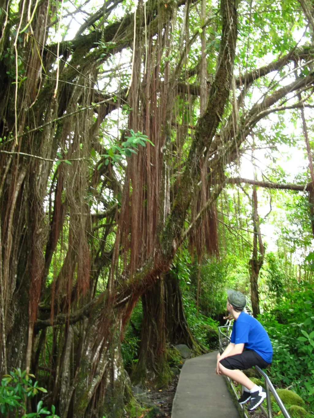 akaka falls trail banyan trees