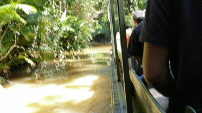 army duck boat rainforestation