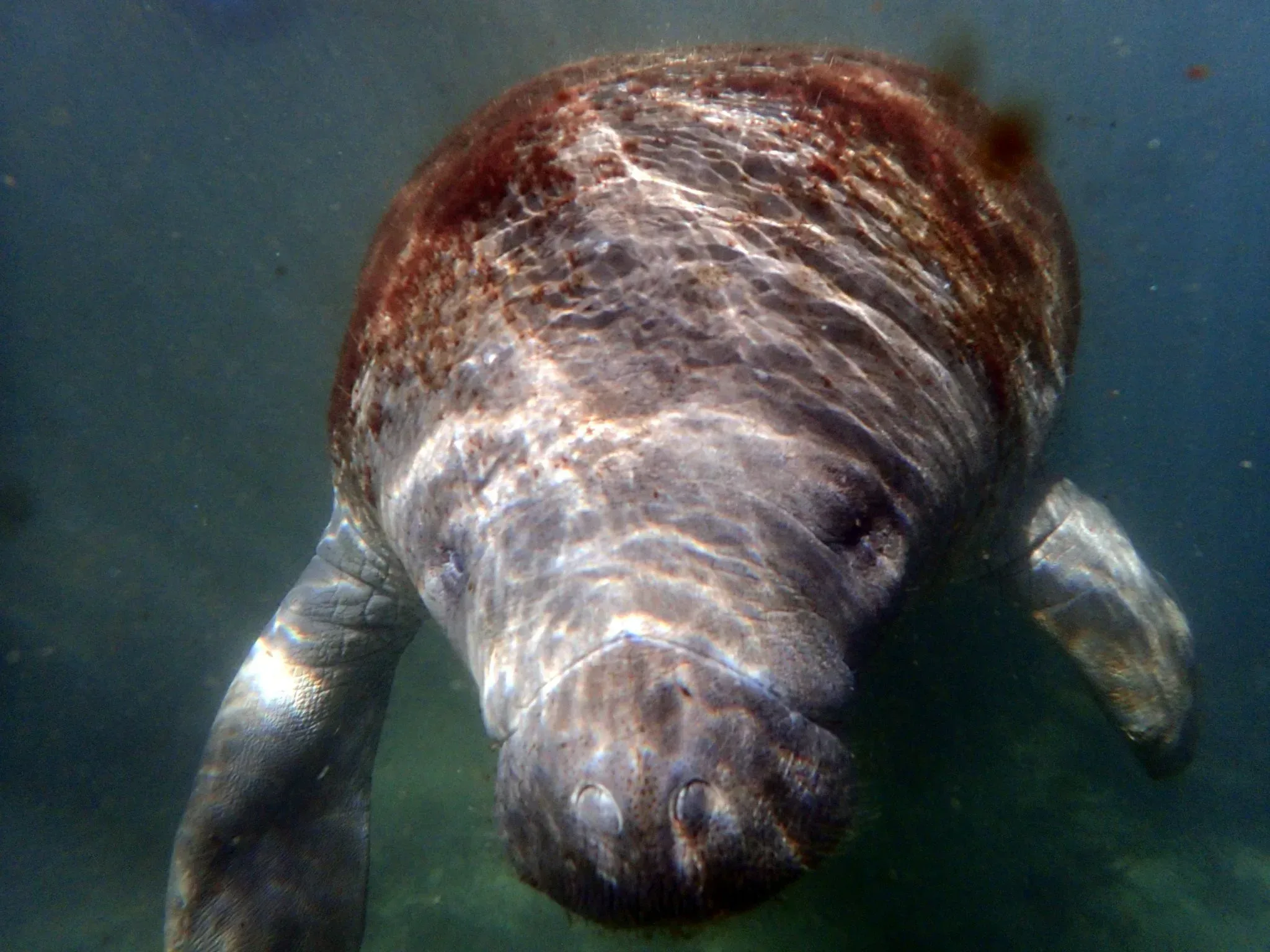 barnacles covered manatee