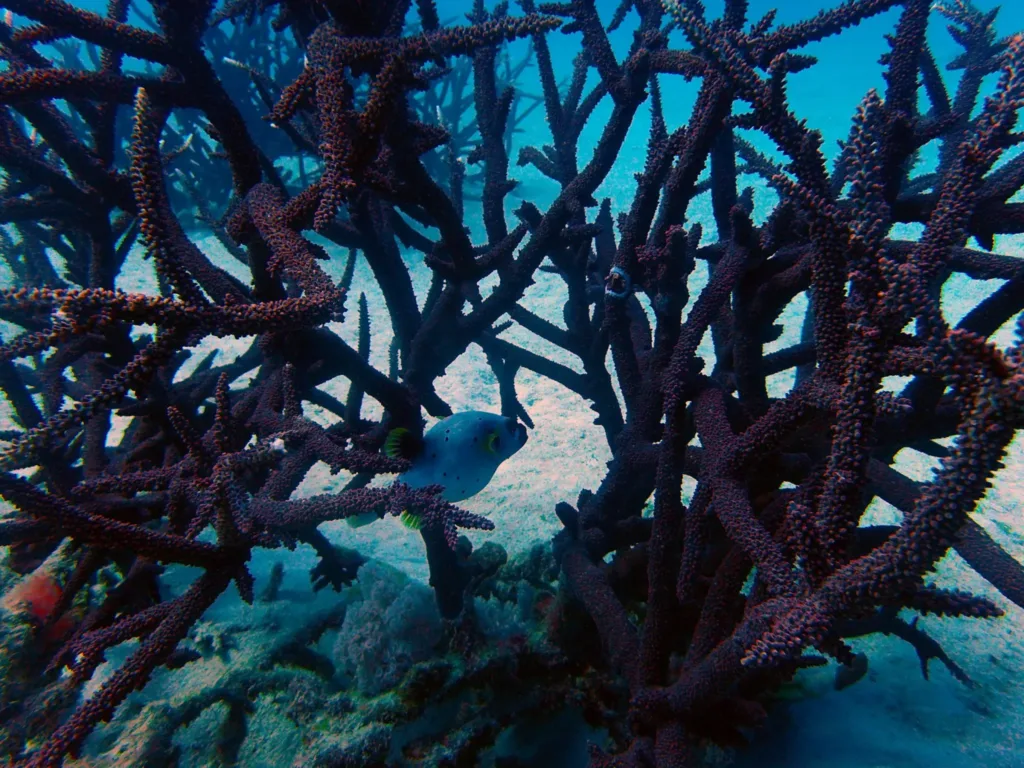 buffer fish staghorn coral