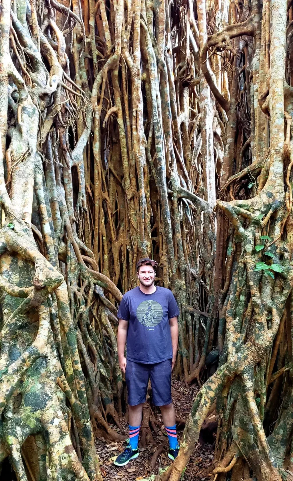 cathedral fig josh