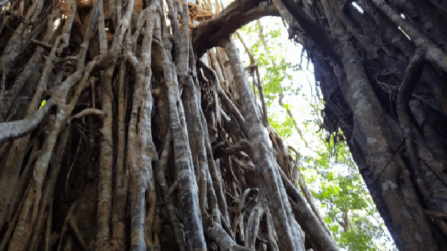 cathedral fig tree inside pan