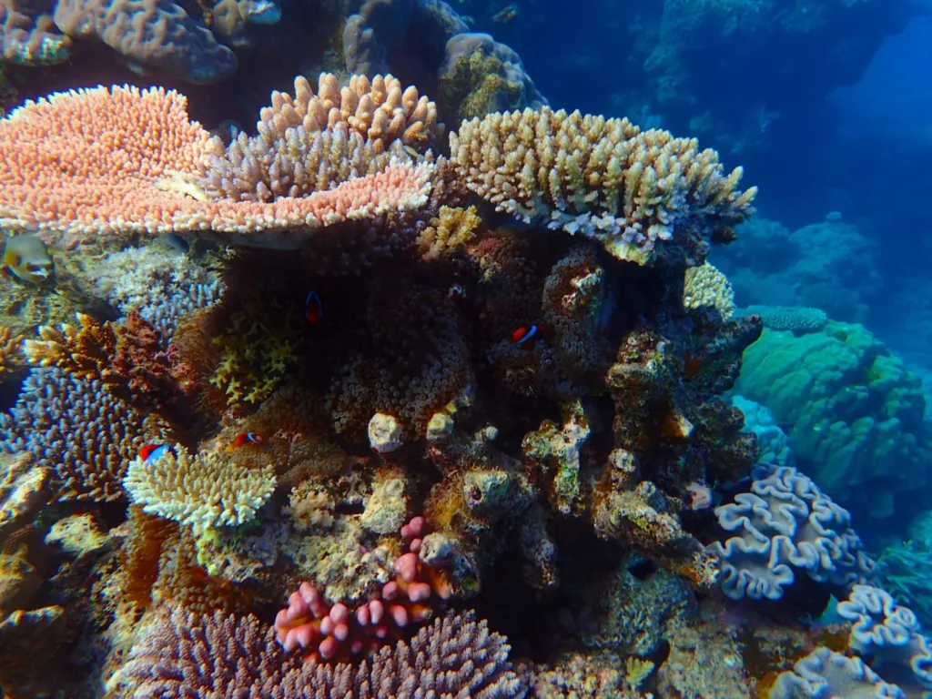 clown fish coral milln reef