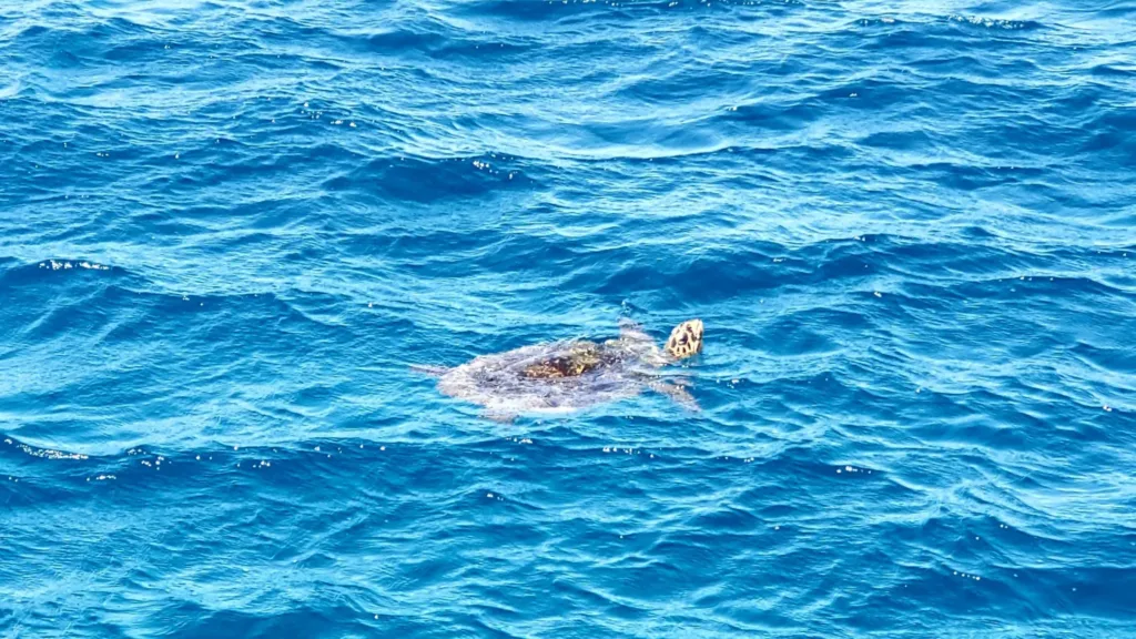 coral sea dreaming surface turtle