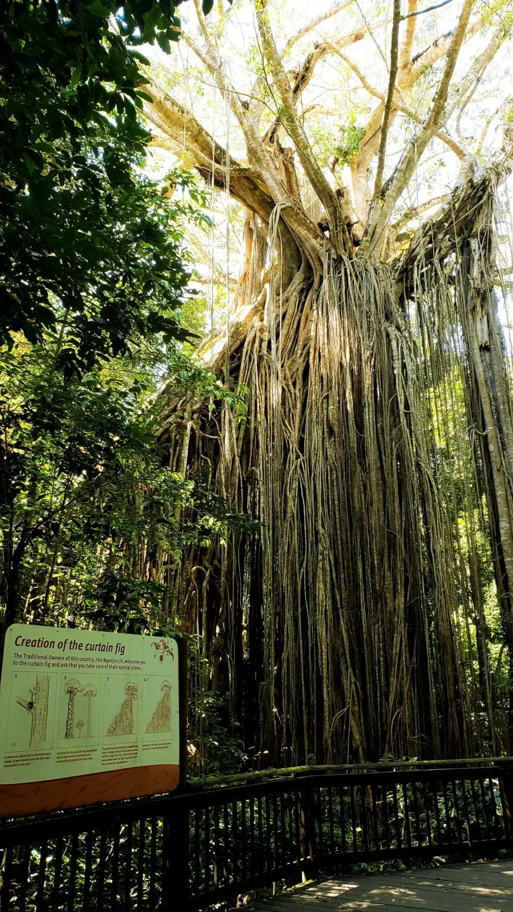 curtain fig tree perspective