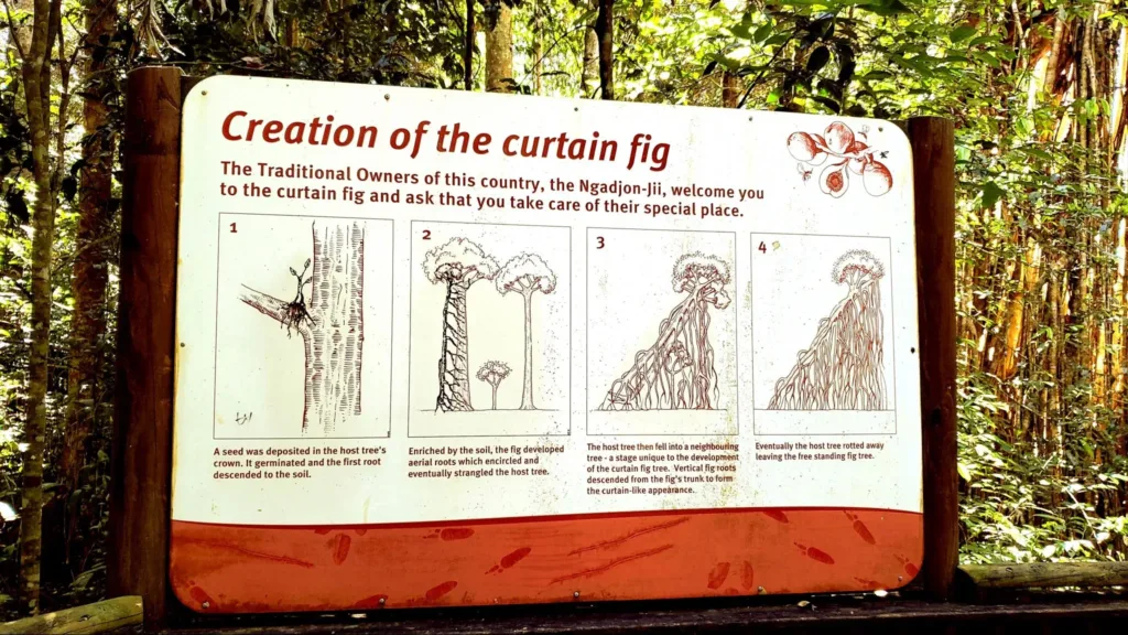 curtain fig tree sign