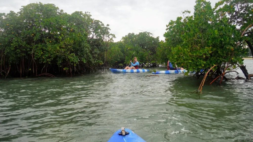 first landing explore mangroves