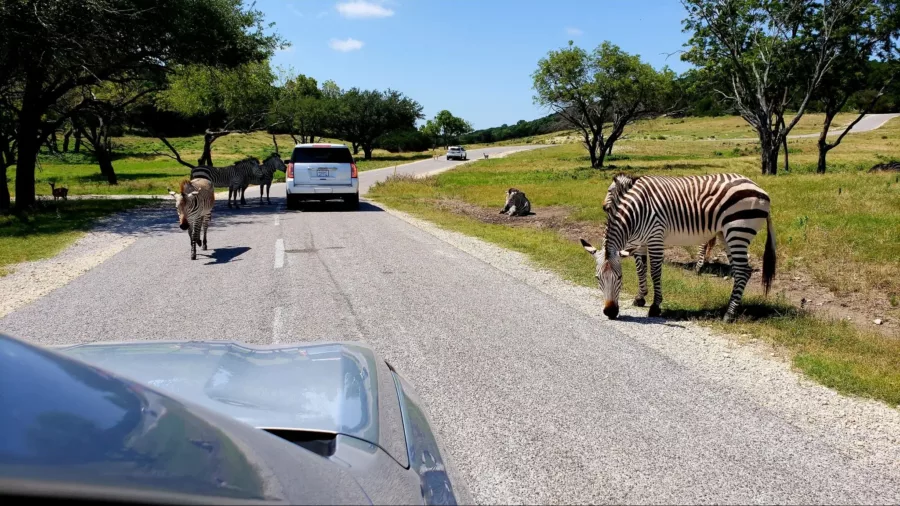 fossil rim wildlife center drive through