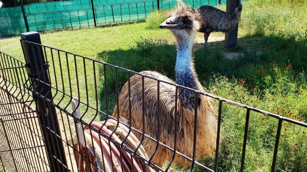 fossil rim wildlife center emu