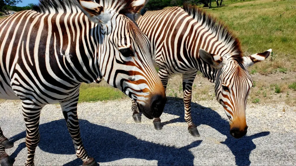 fossil rim wildlife center zebras