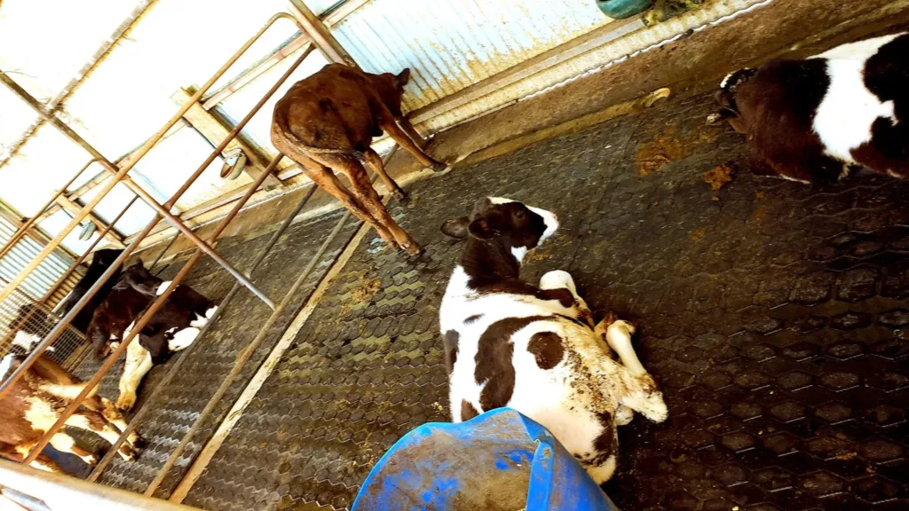 gallo dairyland baby calves