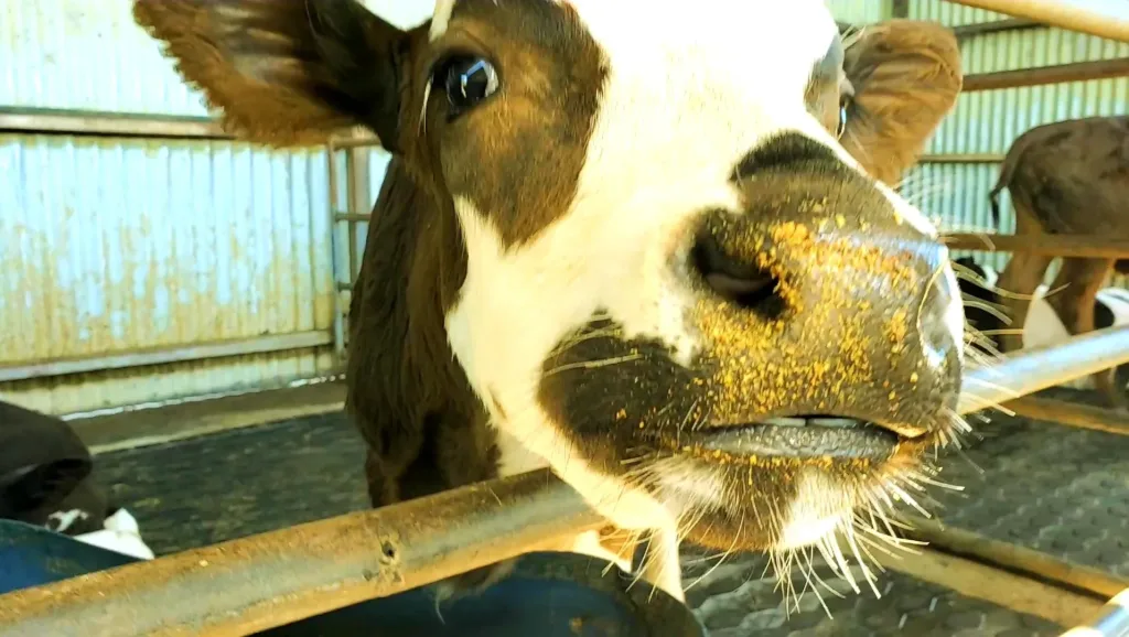 gallo dairyland cow nose