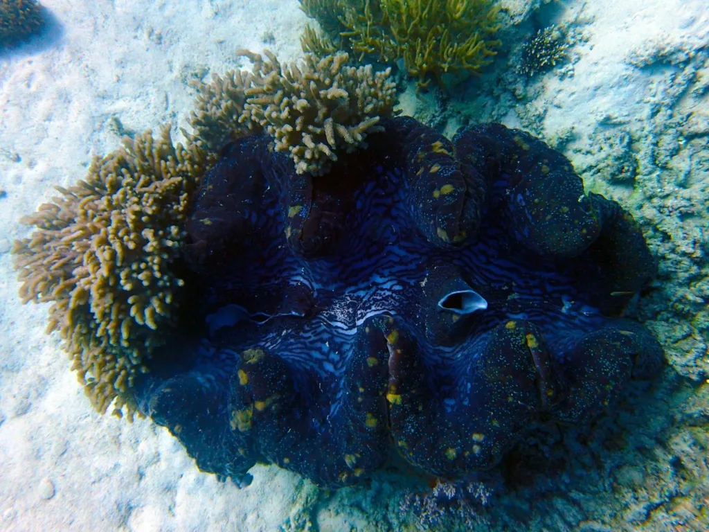 great barrier reef giant clam