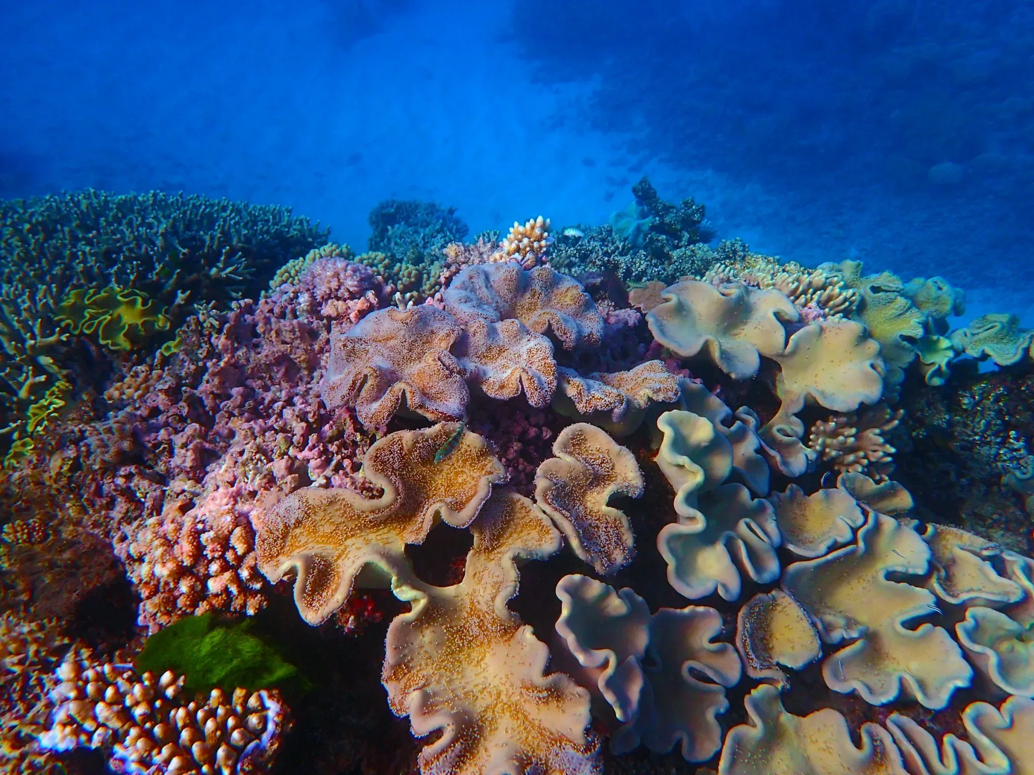 Snorkel The Great Barrier Reef | Road Trip and Travel