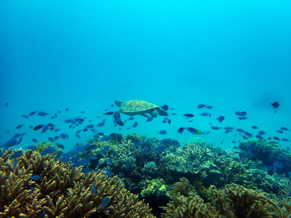 great barrier reef turtle blue tangs