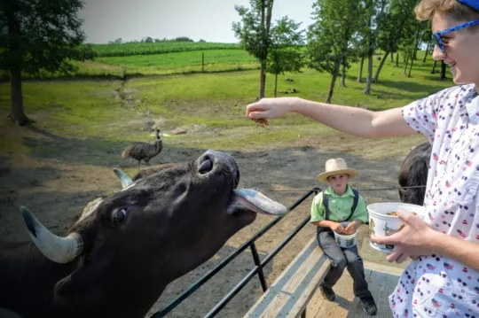 jersey cow amish zoo