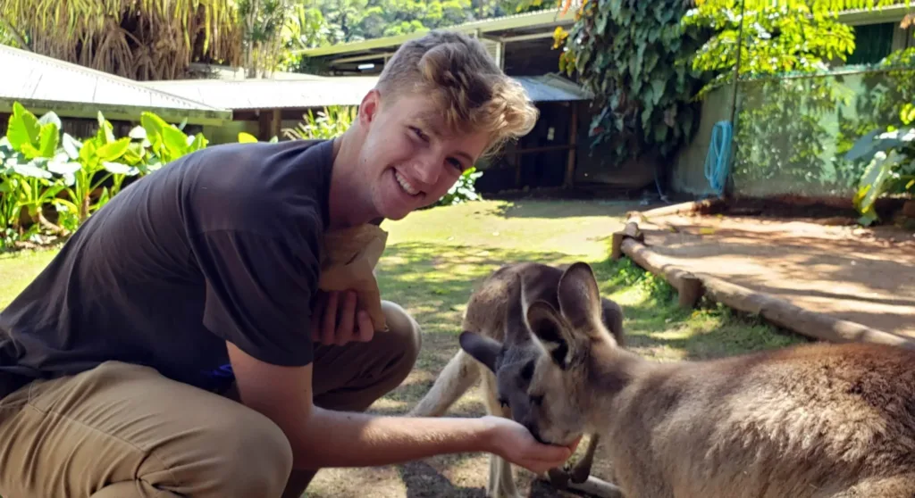 koala wildlife park hand feeding kangaroos