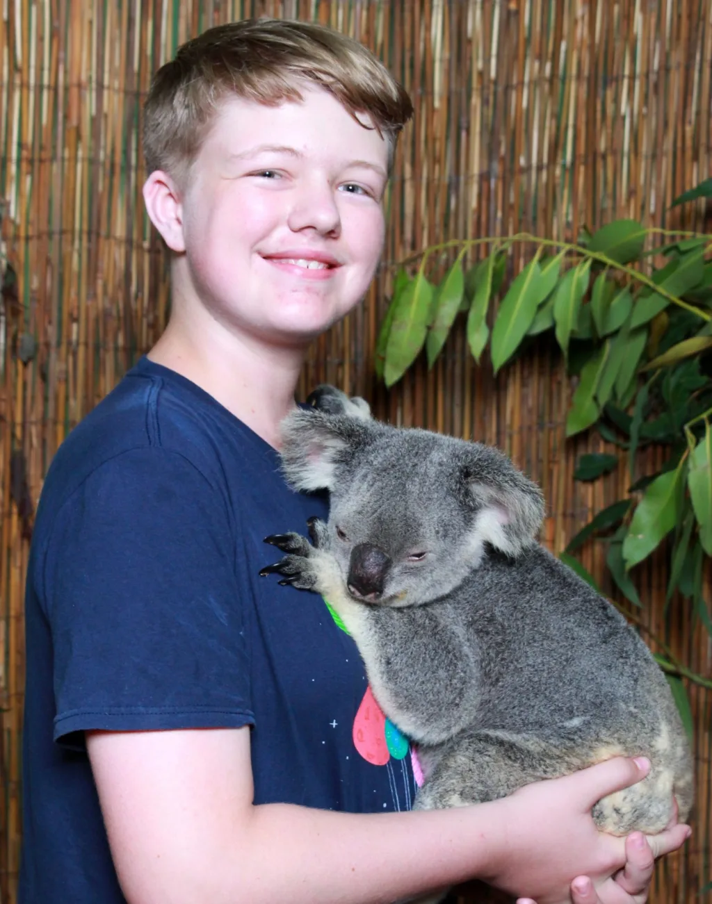 koala wildlife park holding koala