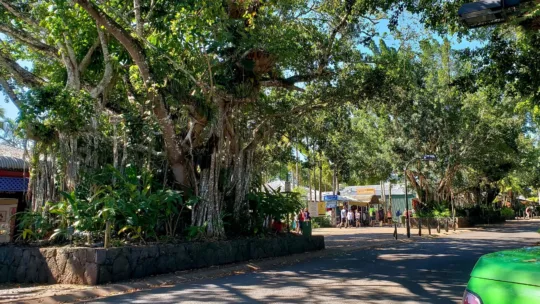 kuranda trees