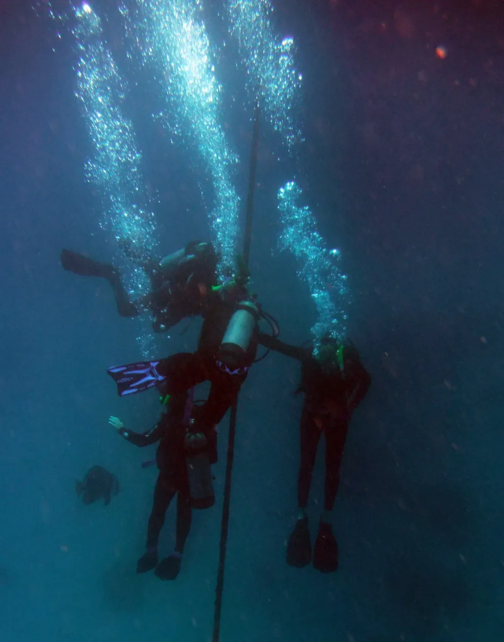 milln reef divers descending