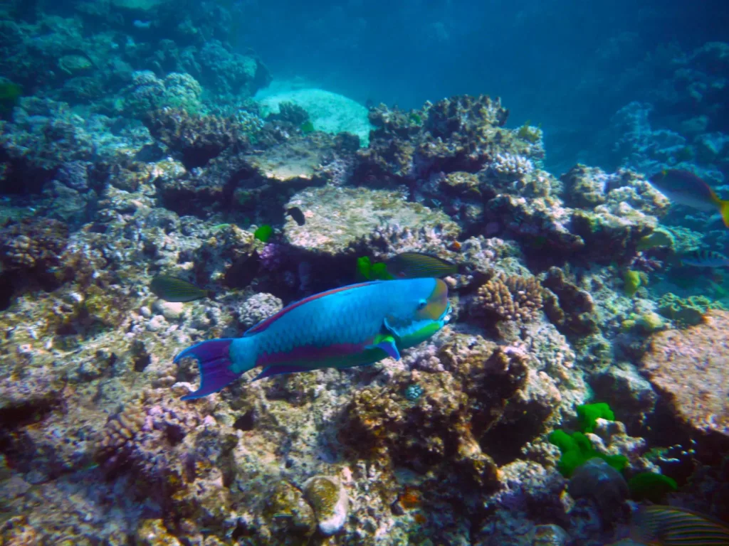 milln reef parrot fish humphead