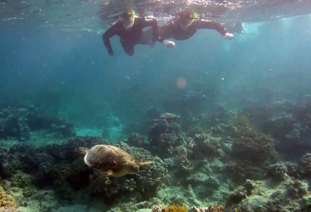 milln reef swimming turtle