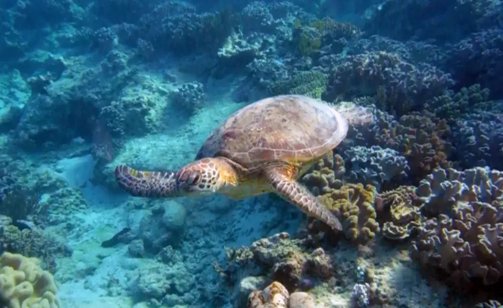 milln reef turtle