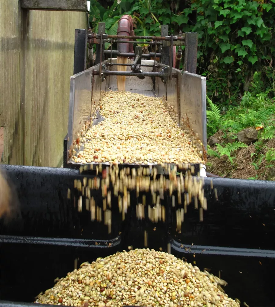 coffee beans preparing for the fermentation process