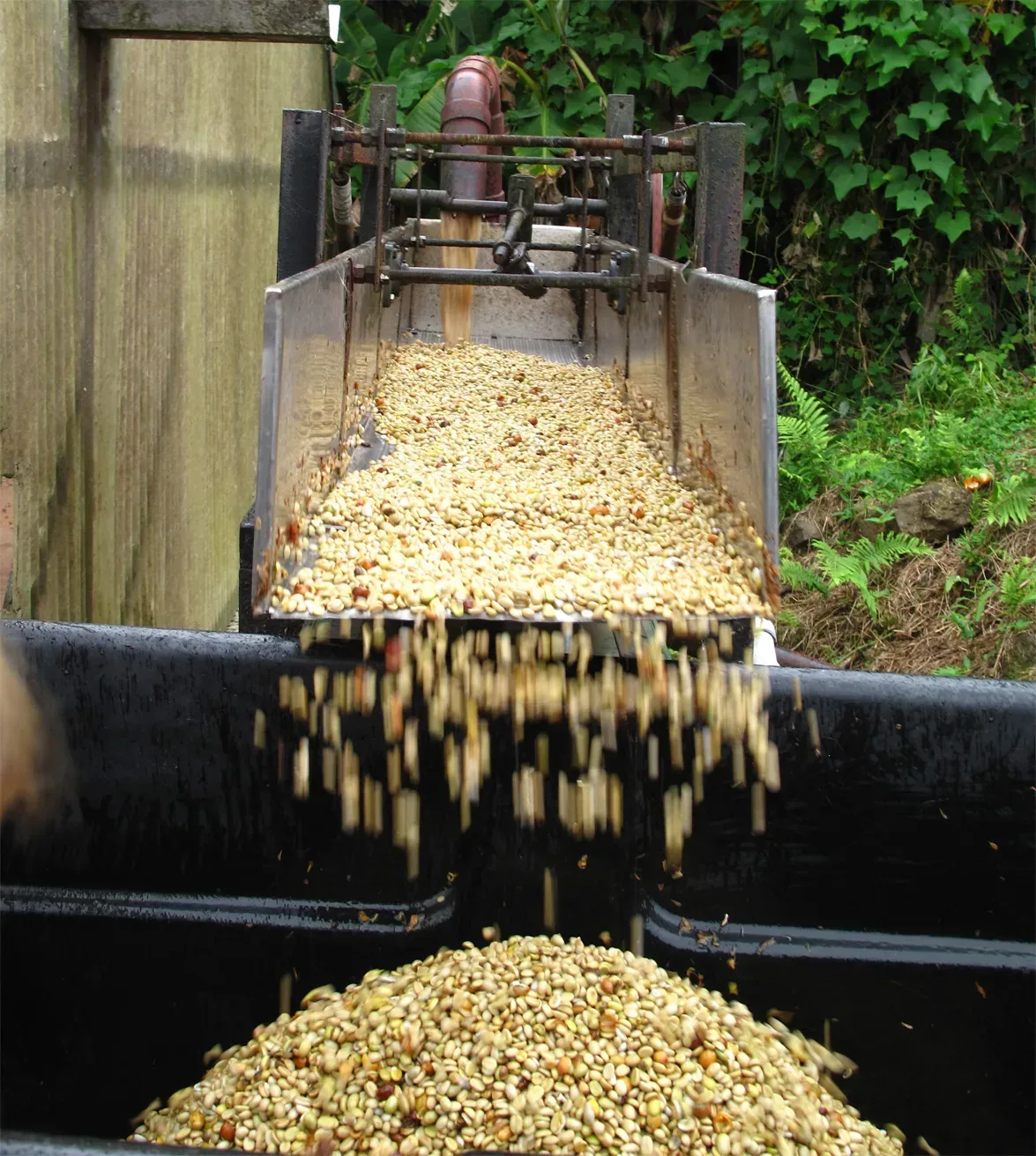 coffee beans preparing for the fermentation process