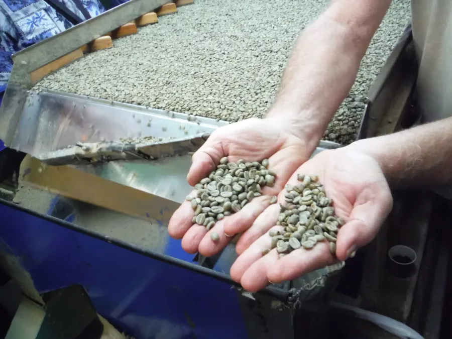 Raking out the beans to dry for 1 -2 weeks.