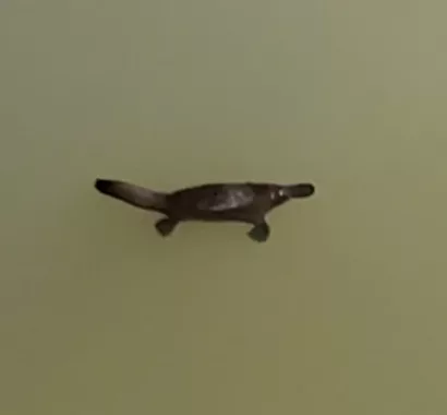 platypus close up
