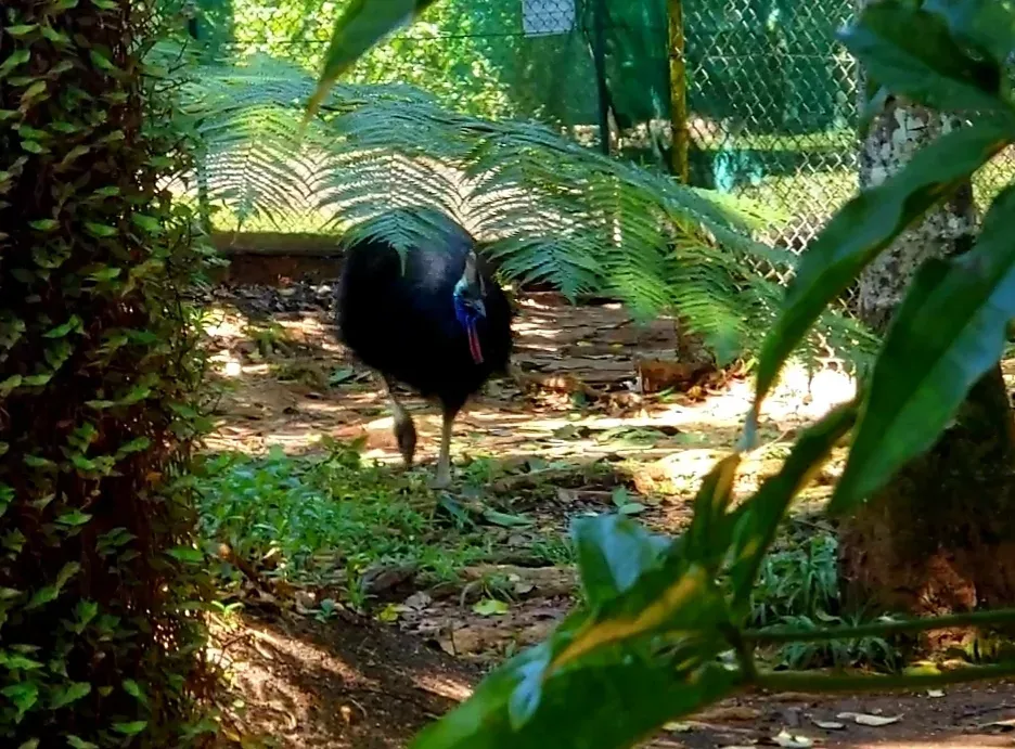 rainforestation cassowary enclosure