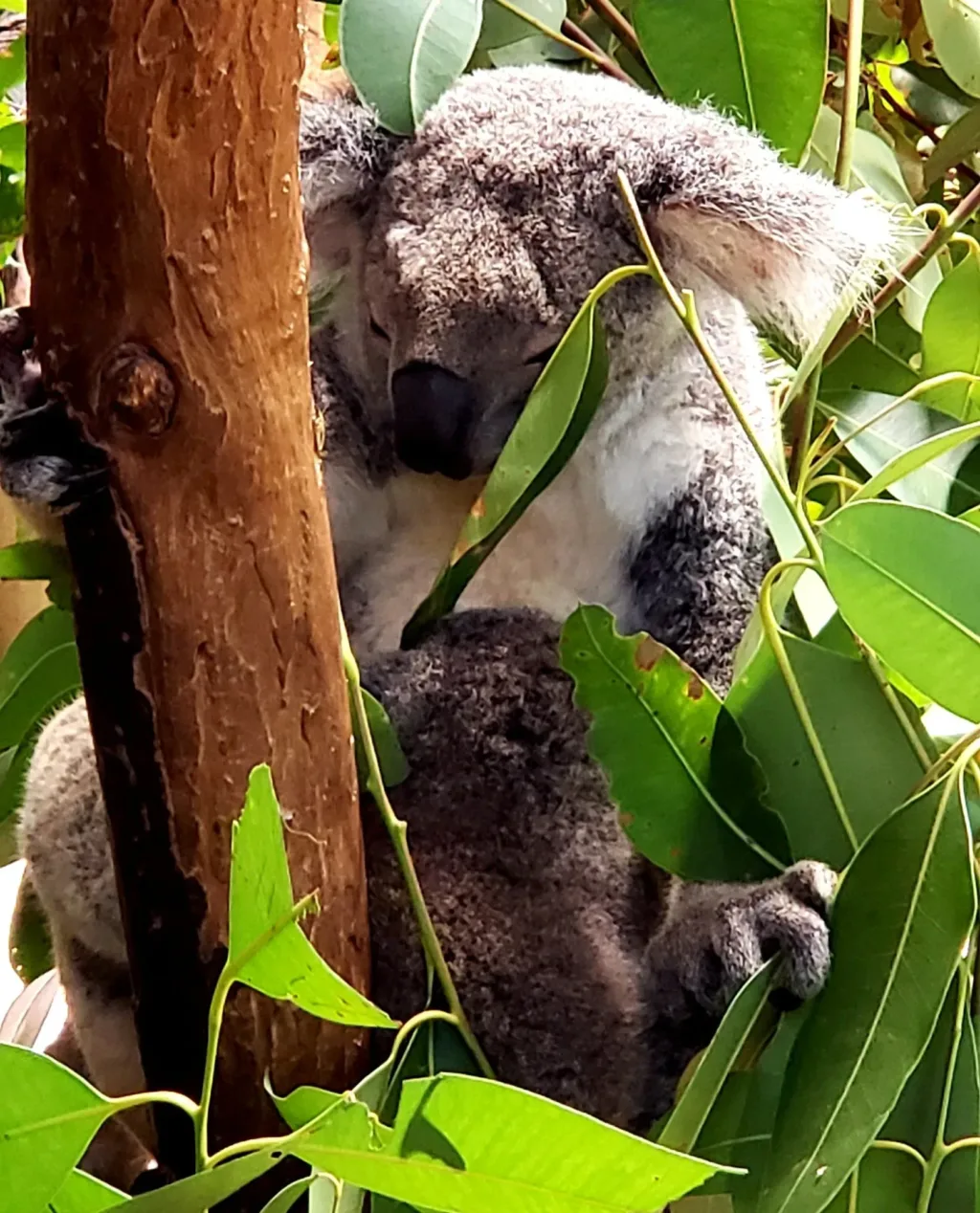 rainforestation koala baby