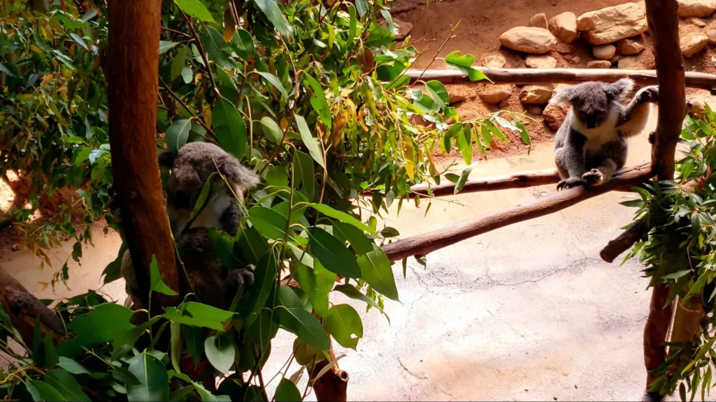 rainforestation koala enclosure