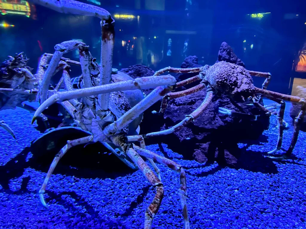 Ripley's aquarium smokies Japanese spider crabs