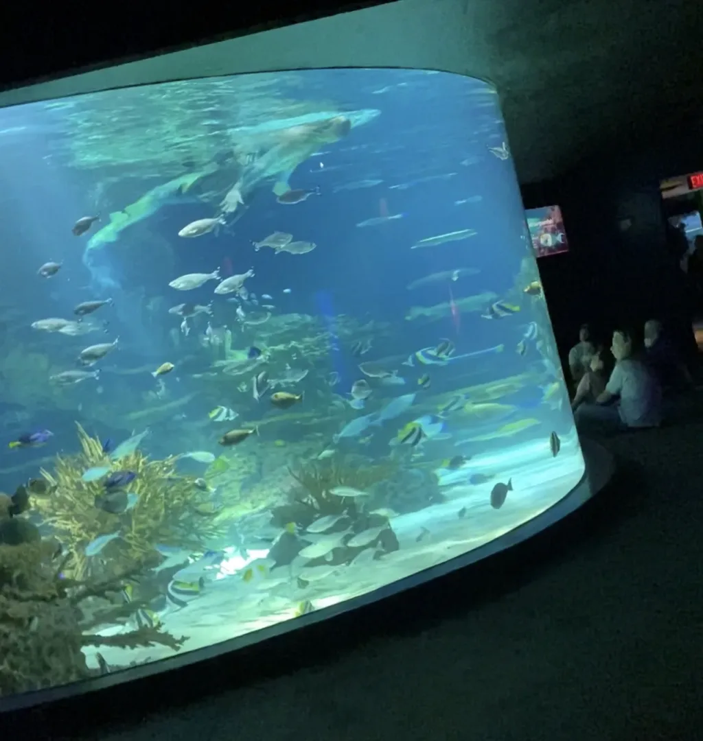 Ripley’s aquarium smokies cringy mermaid show