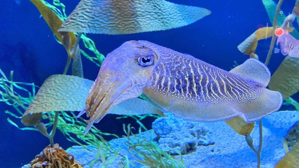 Ripley's aquarium smokies cuttlefish