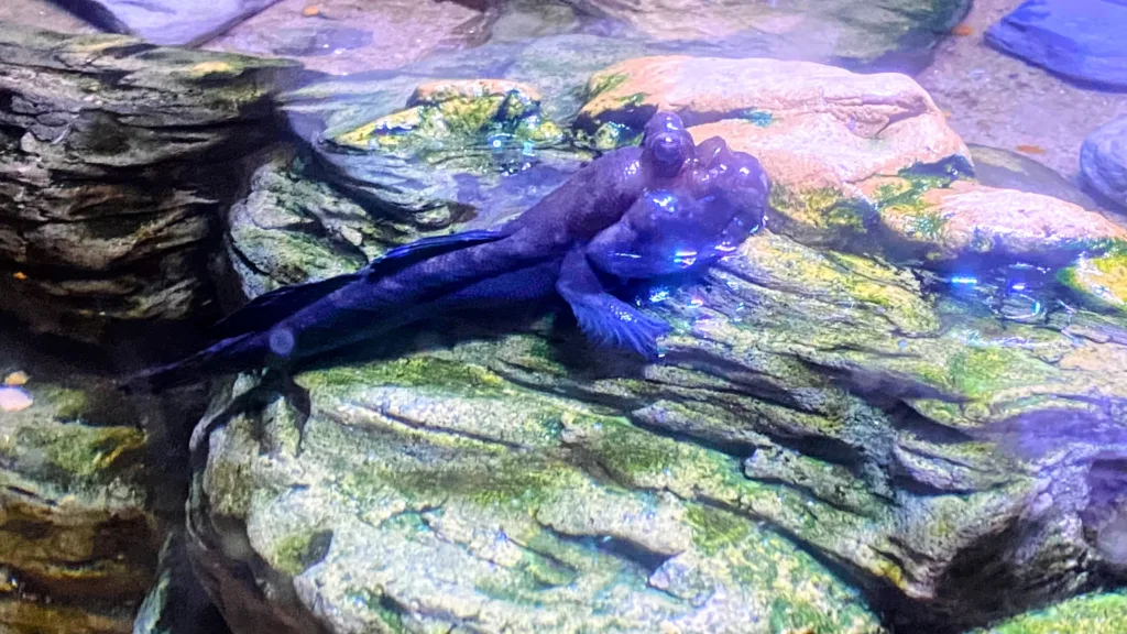 Ripley's aquarium smokies gobies fish