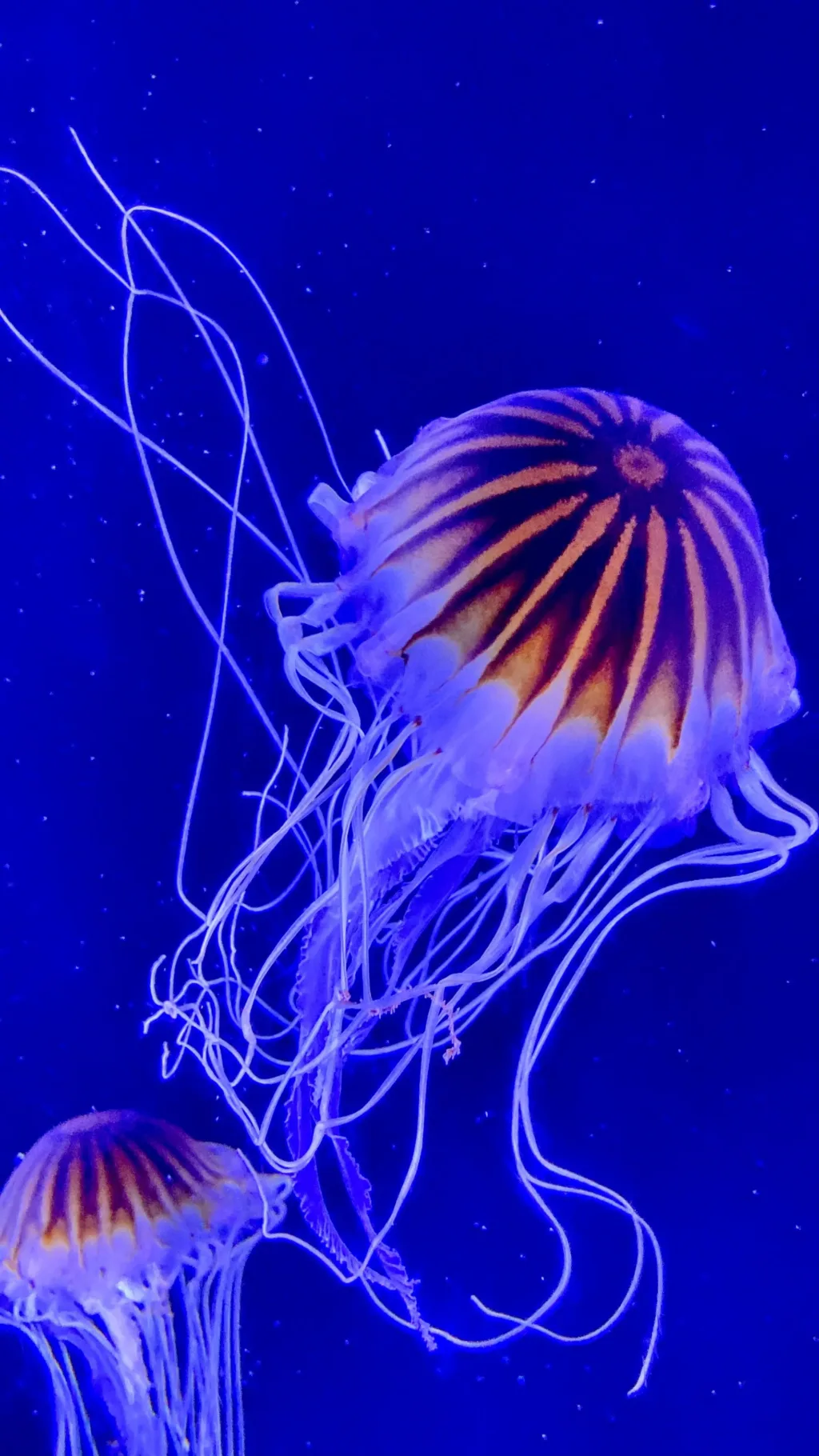 Ripley's aquarium smokies japanese jellyfish