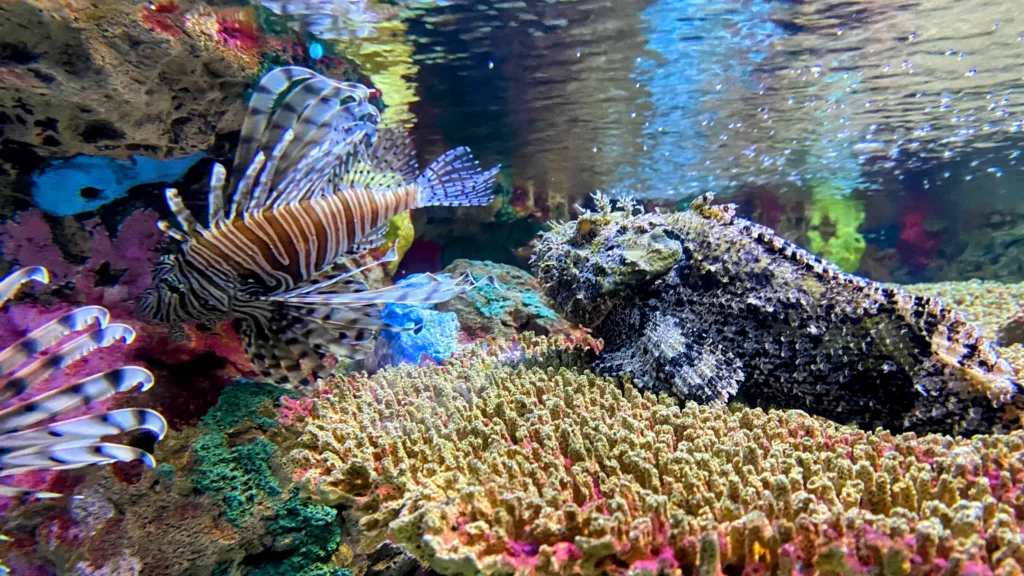 Ripley’s aquarium smokies lion rockfish