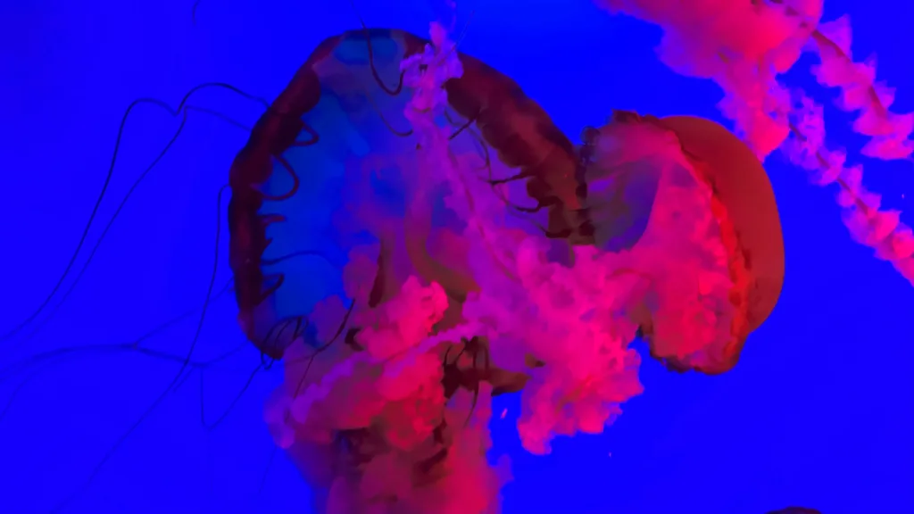 Ripley's aquarium smokies pacific sea nettle jellyfish