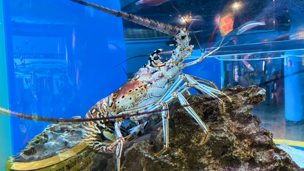 Ripley's aquarium smokies peek-a-boo lobsters