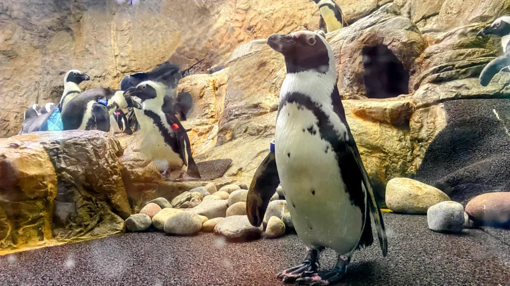 Ripley's aquarium smokies penguins