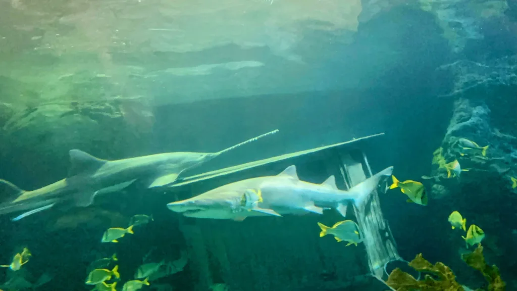 Ripley's aquarium smokies sawtooth and tiger shark