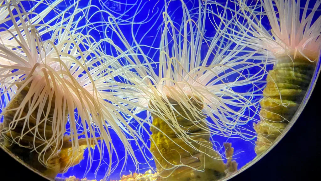 Ripley's aquarium smokies sea anemones