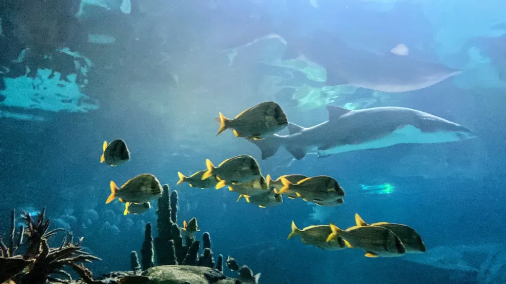 Ripley's aquarium smokies shark encounter