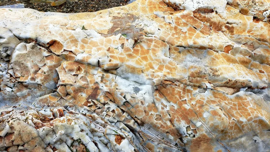 shell pismo beach rock texture