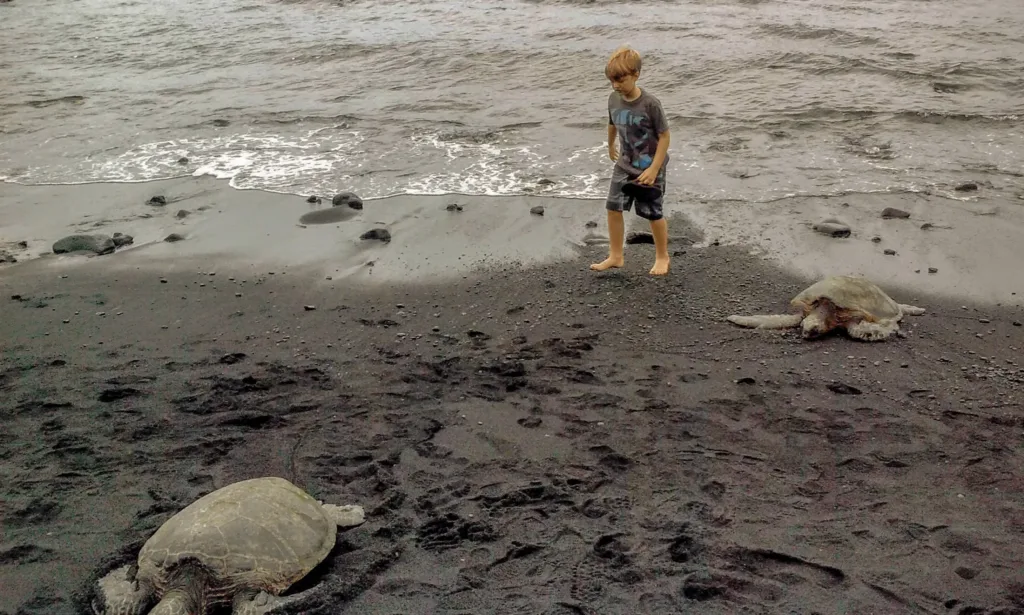 turtles on black sand beach