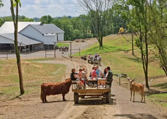 Wagon Rides Amish Zoo